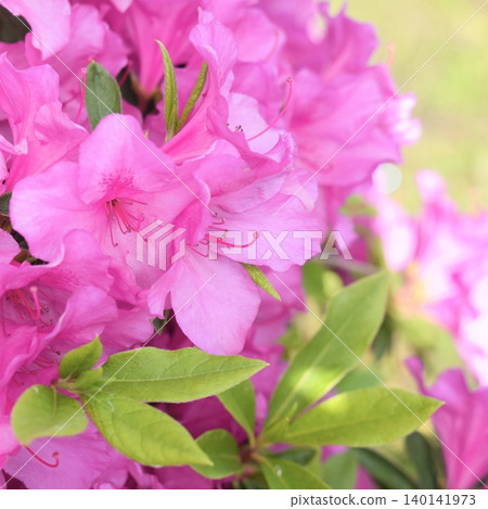 A close-up of a beautiful pink azalea. A close-up of a beautiful pink azalea. 140141973