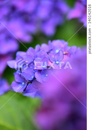 Purple hydrangea Purple hydrangea 140142016