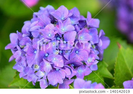 Purple hydrangeas in a ball-shaped bloom Purple hydrangeas in a ball-shaped bloom 140142019