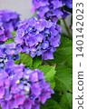 Hydrangea blooming in the rainy season 140142023