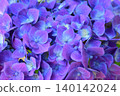 Bright purple hydrangea 140142024