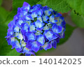 Blue hydrangea 140142025