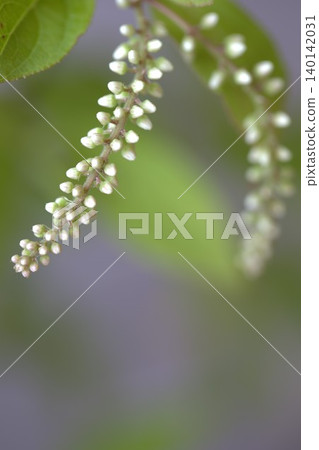Buds of Itea virginica Buds of Itea virginica 140142031
