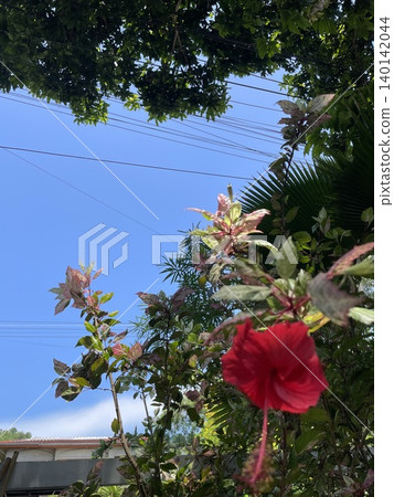 度假勝地景色－鮮紅的熱帶花朵在藍天和綠樹的襯托下格外醒目。 140142044