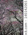 Red plum blossoms are in full bloom. 140142065