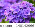 Purple hydrangea 140142066