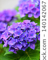 Purple hydrangea 140142067