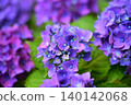 A close-up photo of a hydrangea flower cluster with many ornamental flowers that are turning purple. 140142068