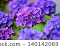 A close-up photo of a hydrangea flower cluster with many ornamental flowers that are turning purple. 140142069