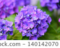 Hydrangea temari flowers are blooming with many ornamental flowers that are turning purple. 140142070