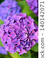 hydrangea   140142071