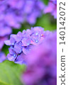 hydrangea   140142072