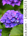 Bright hydrangea 140142073