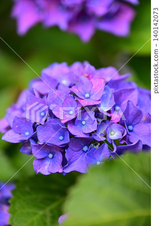 Bright hydrangea Bright hydrangea 140142073