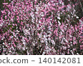 Plum blossoms in full bloom shining in the early spring light 140142081
