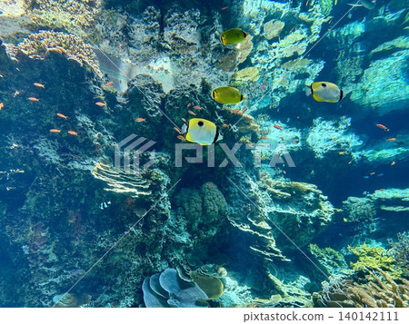 Aquarium - Yellow fish Aquarium - Yellow fish 140142111