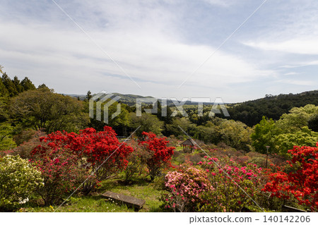 卡薩馬杜鵑公園:藍天下的杜鵑花 卡薩馬杜鵑公園:藍天下的杜鵑花 140142206