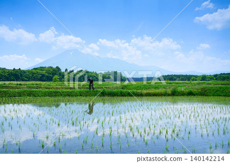 People mowing weeds in rice paddies after planting. People mowing weeds in rice paddies after planting. 140142214