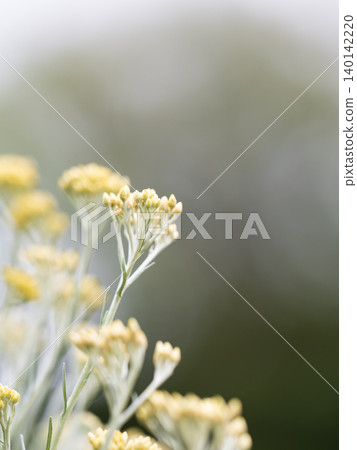Curry plant that smells like curry Curry plant that smells like curry 140142220