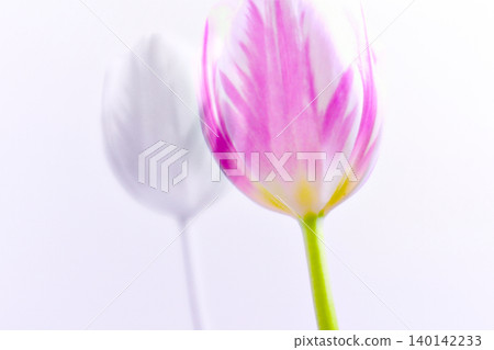 A beautiful in-camera multiple exposure photograph of pink tulips. A beautiful in-camera multiple exposure photograph of pink tulips. 140142233