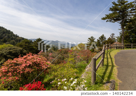 卡薩馬杜鵑公園:藍天下的杜鵑花 卡薩馬杜鵑公園:藍天下的杜鵑花 140142234