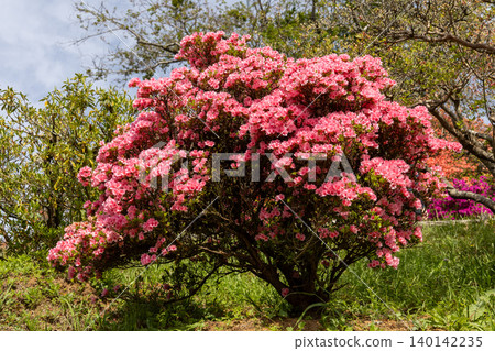 卡薩馬杜鵑公園:藍天下的杜鵑花 卡薩馬杜鵑公園:藍天下的杜鵑花 140142235