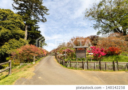 卡薩馬杜鵑公園:藍天下的杜鵑花 卡薩馬杜鵑公園:藍天下的杜鵑花 140142238