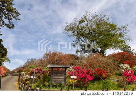 卡薩馬杜鵑公園:藍天下的杜鵑花 卡薩馬杜鵑公園:藍天下的杜鵑花 140142239