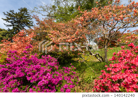 卡薩馬杜鵑公園:藍天與五彩繽紛的杜鵑花 卡薩馬杜鵑公園:藍天與五彩繽紛的杜鵑花 140142240