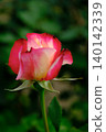Pink roses blooming in a rose garden in autumn 140142339