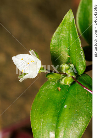 小葉蜘蛛白花 小葉蜘蛛白花 140142669