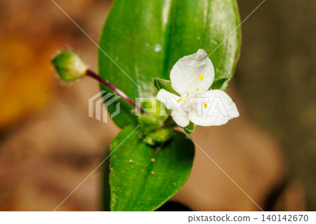 小葉蜘蛛白花 小葉蜘蛛白花 140142670