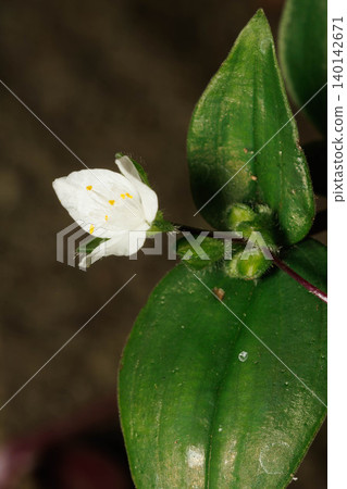 小葉蜘蛛白花 小葉蜘蛛白花 140142671