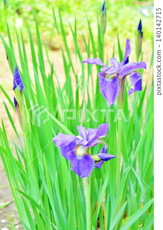 鳶尾花 鳶尾花 140142715