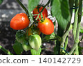 Kitchen garden cherry tomatoes 140142729