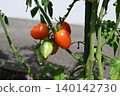 Kitchen garden cherry tomatoes 140142730