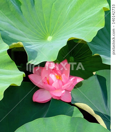 蓮花 蓮花 140142733