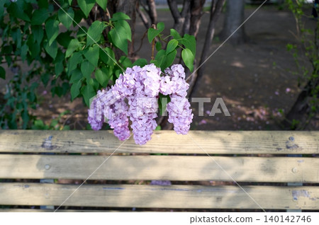 Lilacs and benches 140142746