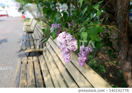Lilacs and benches Lilacs and benches 140142776