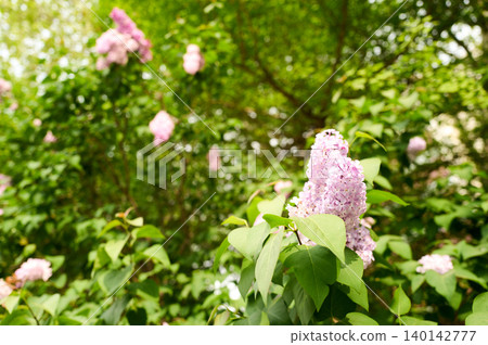 Lilac Lilac 140142777