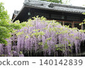 Beautiful wisteria flower 140142839
