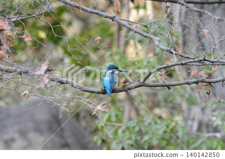 Kingfisher perching on a branch Kingfisher perching on a branch 140142850