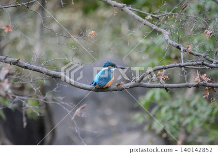 Kingfisher aiming for prey Kingfisher aiming for prey 140142852