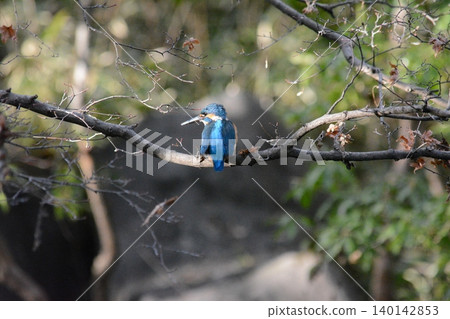 Kingfisher perching on a branch Kingfisher perching on a branch 140142853