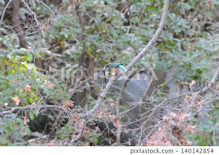 The moment a kingfisher perches on a branch and takes flight to hunt for prey. The moment a kingfisher perches on a branch and takes flight to hunt for prey. 140142854