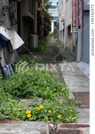城市小巷裡蒲公英盛開,春天的活力在混凝土的縫隙中湧動。 城市小巷裡蒲公英盛開,春天的活力在混凝土的縫隙中湧動。 140142873