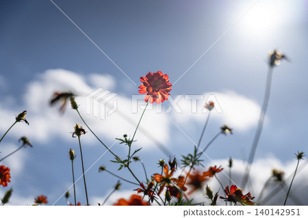 一朵橙色的波斯菊，以水平構圖呈現，背景是藍天和太陽。 140142951