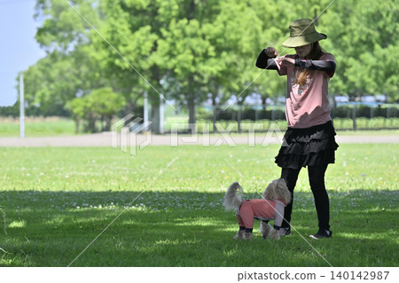A woman playing with her dog; dog dancing; Maltipoo (Maltese x Toy Poodle mix) A woman playing with her dog; dog dancing; Maltipoo (Maltese x Toy Poodle mix) 140142987