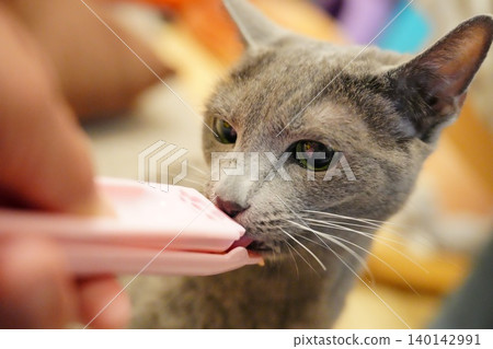 A cat devouring a snack A cat devouring a snack 140142991