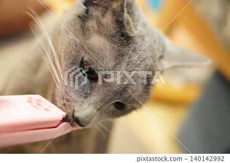 A cat engrossed in snacks A cat engrossed in snacks 140142992